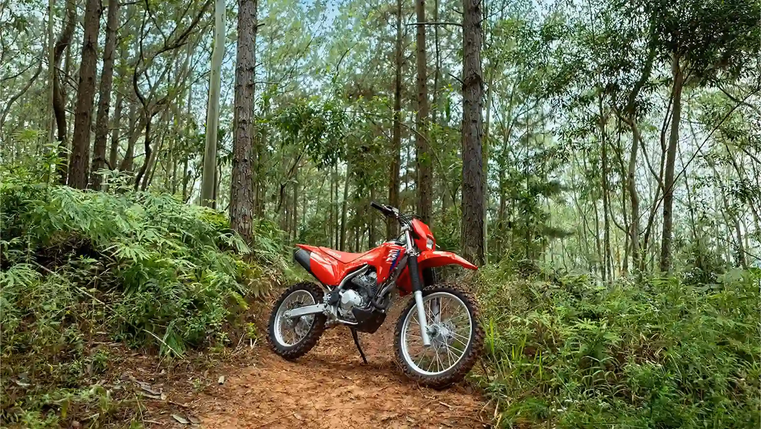 CRF 300F em ação em trilha off-road - 4 de 4